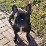 Profile Picture of Joshua Kane (@newport_louis_the_frenchie) on Instagram