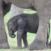 Profile Picture of Scott Hannon (@ccipzimbabwe) on Youtube