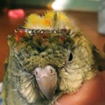 Profile Picture of Richard_australian_parrot (@richard_australian_parrot) on Instagram