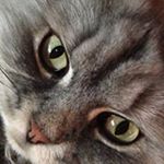 Profile Picture of Whitney Sanchez (@sanchezwhitney) on Instagram