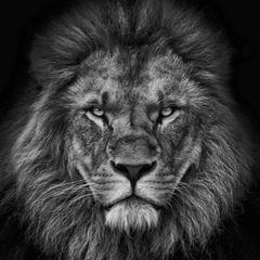 Profile Picture of LT (@tommylambrecht) on Tiktok