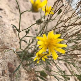 Profile Picture of Katelyn Lindemann (@katelyn_L14) on Pinterest