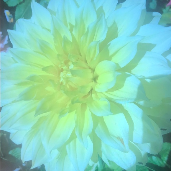 Profile Picture of Dawn Haney (@dusk62) on Poshmark