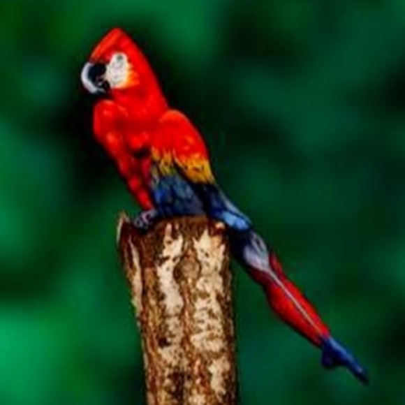 Profile Picture of Dawn Bird (@birddn) on Poshmark