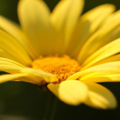 Profile Picture of Lise Gauthier (@lgotier) on Twitter