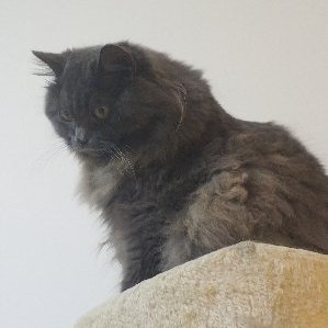 Profile Picture of Joey Su (@joeysu16) on Twitter