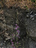 Profile Picture of Clarkia mosquiniion Wikipedia