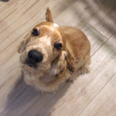 Profile Picture of Carlo A. 🇮🇹 🇪🇺 (@CarloAlbert80) on Twitter