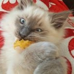 Profile Picture of Maxine Howell (@maxinehowell12) on Instagram