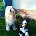 Profile Picture of cute dogs🥰🥰🥰 (@holly.tristram) on Instagram