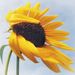 Profile Picture of Tamara Rimpley (@trimpley) on Pinterest