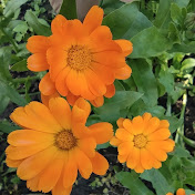 Profile Picture of Mike Huang (@mikehuang3282) on Youtube