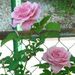 Profile Picture of Susan Mansbach (@sumansbach) on Pinterest