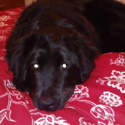 Profile Picture of Erica Rust (@ericaniels) on Twitter