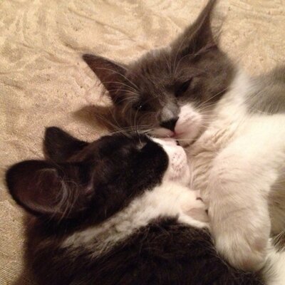 Profile Picture of Jeffrey Gaudette (@catswithhats120) on Twitter