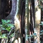 Profile Picture of Jeffrey Isidro Caluya (@jeffrey.caluya) on Instagram