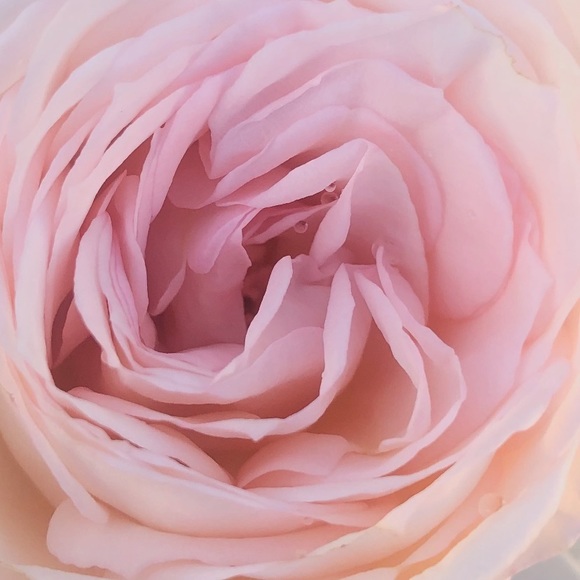 Profile Picture of Alexandra Oconnor (@aooconnor) on Poshmark