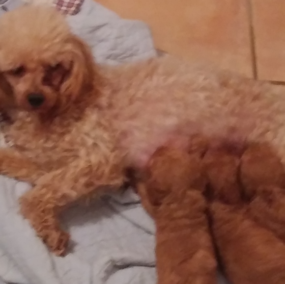 Profile Picture of Carole Moraga (@carolemoraga) on Poshmark