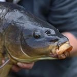 Profile Picture of Quinton Matthews (@qm_fish_and_photography) on Instagram