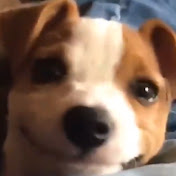 Profile Picture of Tyler Huang (@huangbro2) on Youtube