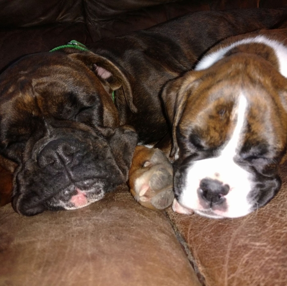 Profile Picture of Linnea Cazallis (@littlesammy1997) on Poshmark