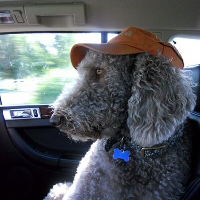 Profile Picture of Dave Warlick (@davewarlick) on Twitter