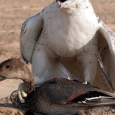 زياد المهلكي - Twitter Profile Picture of زياد المهلكي (@fatimabailey242) on Twitter