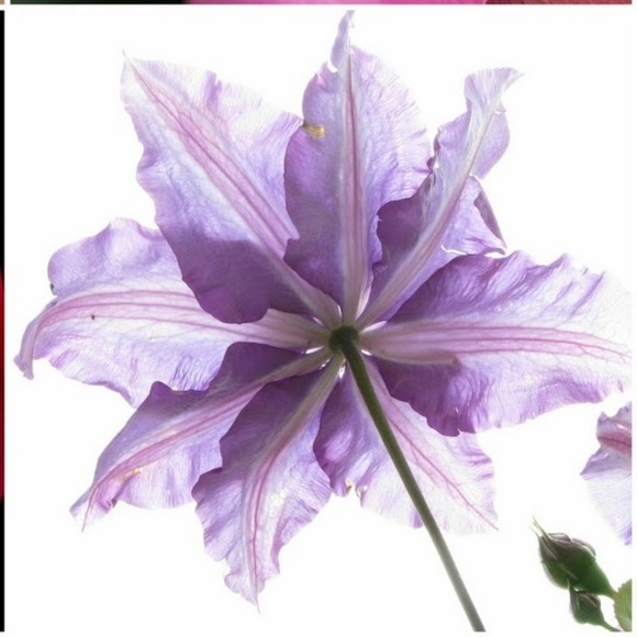 Profile Picture of Indya Fiessinger (@ifiessinger) on Poshmark