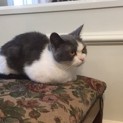 Profile Picture of Koshin Oya (@Koo_shin) on Twitter