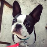 Profile Picture of Boston Terrier In LA (@pennypickles_bt) on Instagram