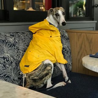 Profile Picture of Rollo Daneshgar (@rollodaneshgar) on Instagram