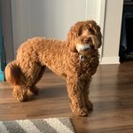 Profile Picture of Walter Swanson Schmidt (@waltthadood) on Instagram