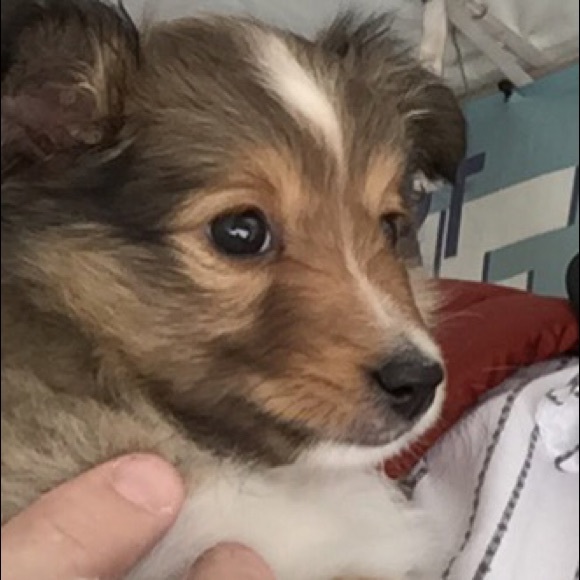 Profile Picture of David Devilbiss (@dwdevilbiss) on Poshmark