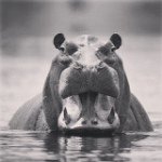 Profile Picture of Lilly Hoyt (@peepwilson) on Instagram