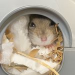 Profile Picture of Storm Eunice & Wolf Franklin (@stormandwolfsmilfs) on Instagram