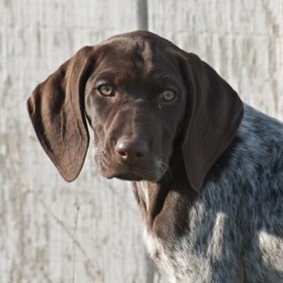 Profile Picture of Tom Kier (@polrbear82) on Twitter