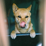 Kyle Liu - Flickr Profile Picture of Kyle Liu (@Kyle_Liu) on Flickr