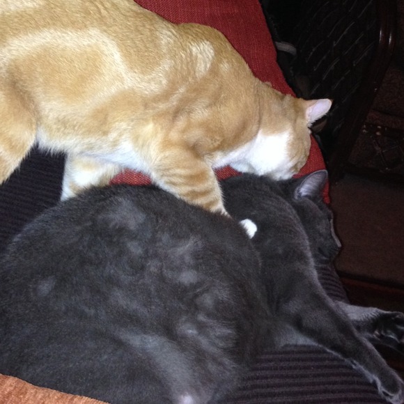 Profile Picture of Amanda Davidson (@ajdavidson0228) on Poshmark