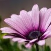 Profile Picture of Amy Murdock (@amymurdock2648) on Youtube