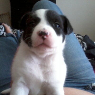 Profile Picture of Joe Bocchino (@J1o3e5) on Twitter