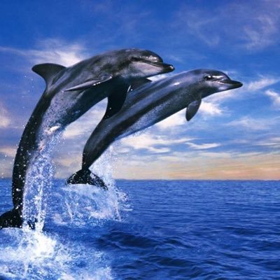 Profile Picture of Peter Schilling (@PS2272) on Twitter