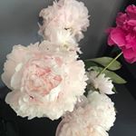 Profile Picture of Debbie Halvorson (@debbie.halvorson.792) on Instagram