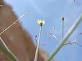 Profile Picture of Eriogonum thomasiion Wikipedia