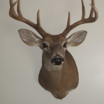 Profile Picture of Heather Bullock (@killerwolfpro10) on Twitter