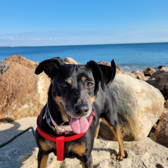 Profile Picture of Joanne Glaski (@joglaski) on Poshmark