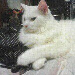 Profile Picture of Kimberly (@sassikitty2000) on Instagram