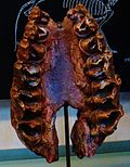 Profile Picture of Ronzotheriumon Wikipedia