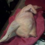 Profile Picture of Winston DOUGLAS POLACK (@winstondouglaspol) on Instagram