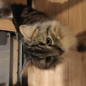 Profile Picture of Adam Komorowski (@adamkomorowski5566) on Youtube