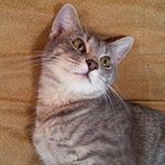 Profile Picture of jessehakalal (@jessehakalal) on Instagram